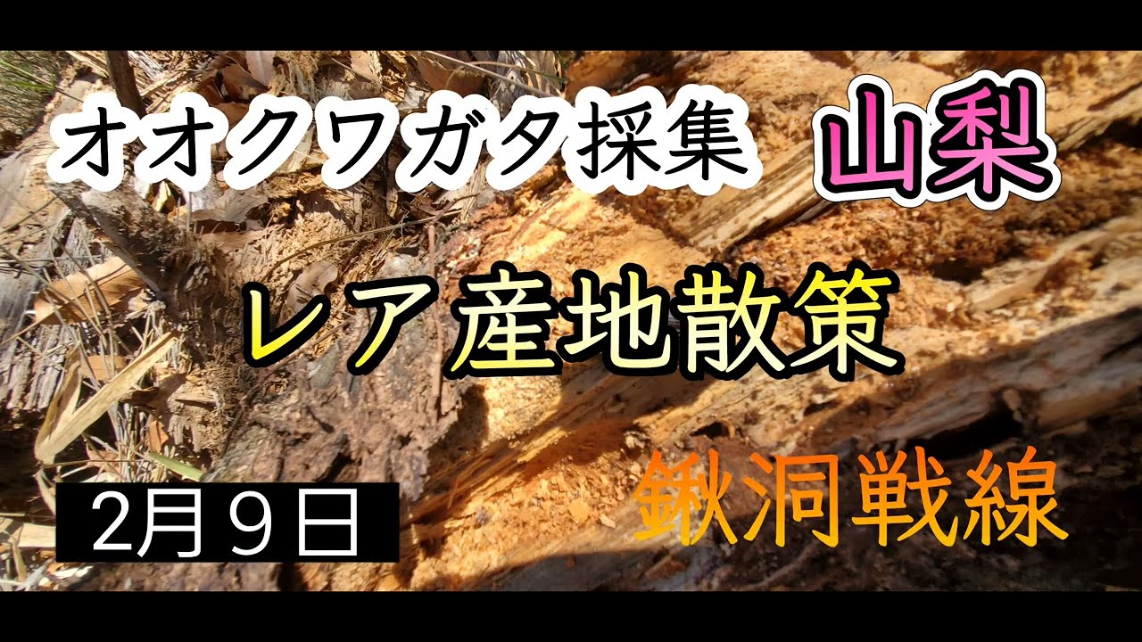 【クワガタ採集】オオクワガタ採集、山梨、レア産地