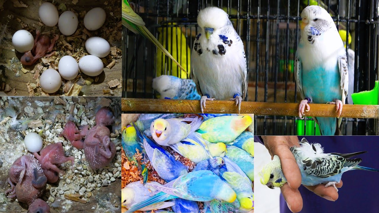 How to Produce Good Quality Rainbow Hagoromo Budgies Birds