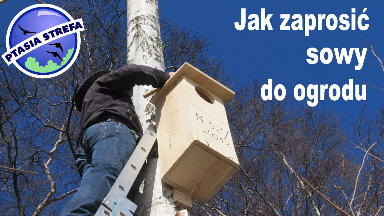 Jak zaprosić sowy do ogrodu