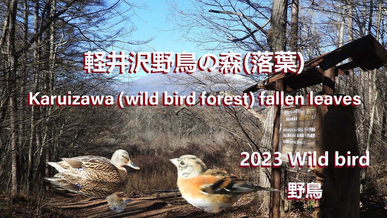 2023年12月9日軽井沢(野鳥の森)落葉の散歩 Karuizawa (Wild Bird Forest) Walking through fallen leaves#野鳥#風景