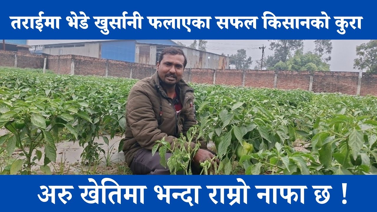 तराईमा भेडे खुर्सानी फलाएका सफल किसानको कुरा 
