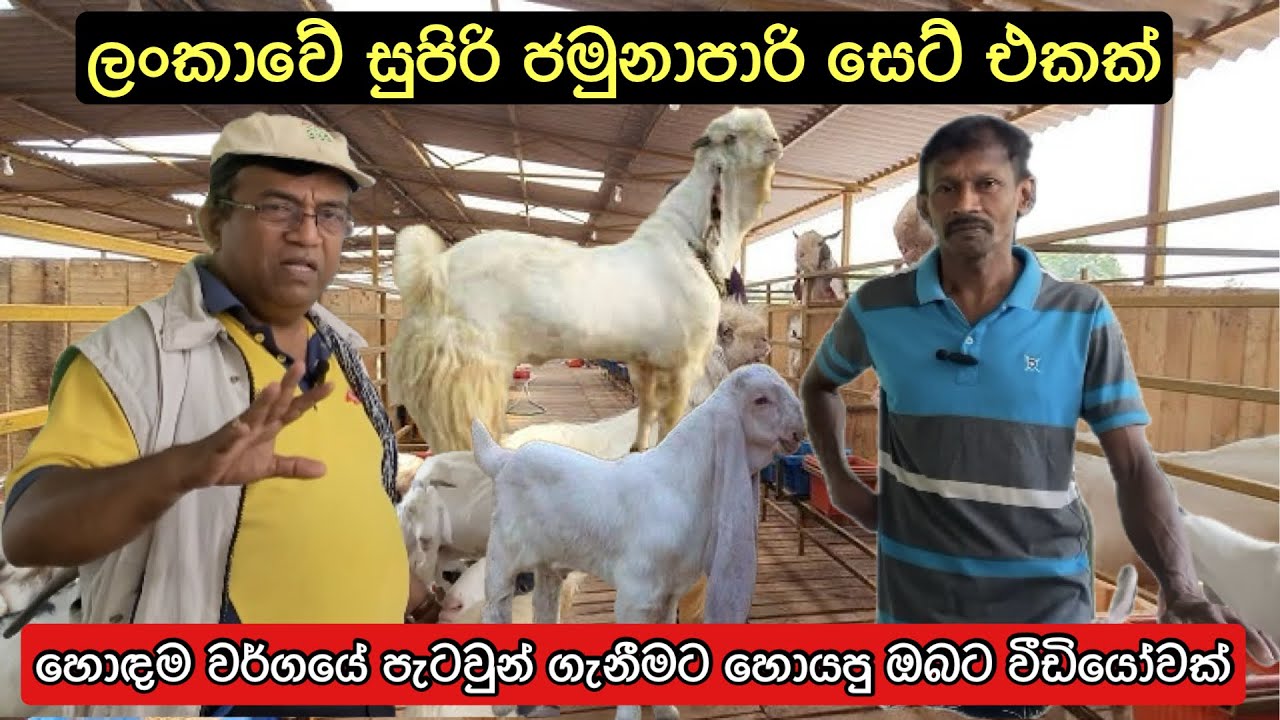 එළු පාලනය මගින් වැඩි ලාභයක්🐐/Profitable Goat Farming🐐#animalhusbandry #livestock #goatmanagement
