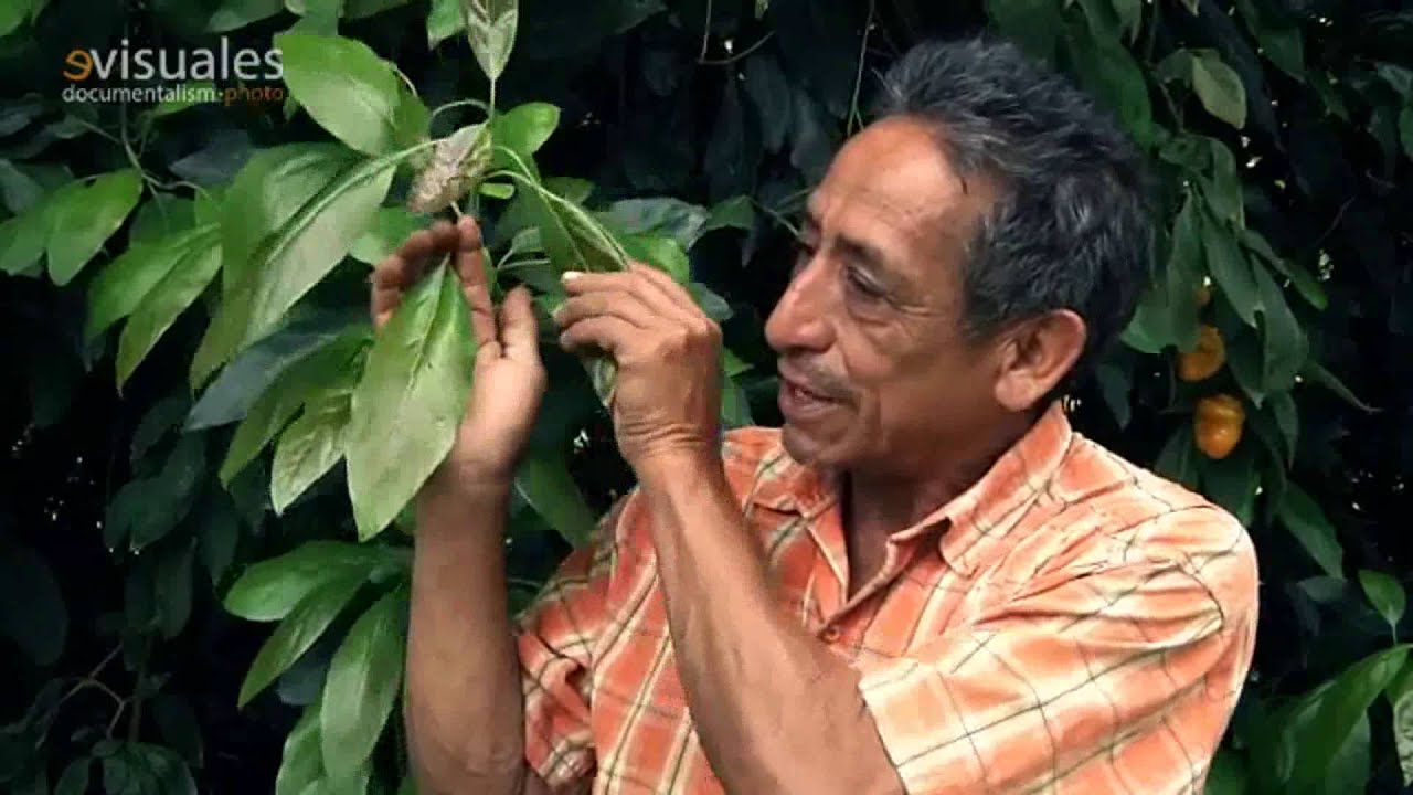 Aguacate Organico en Michoacan
