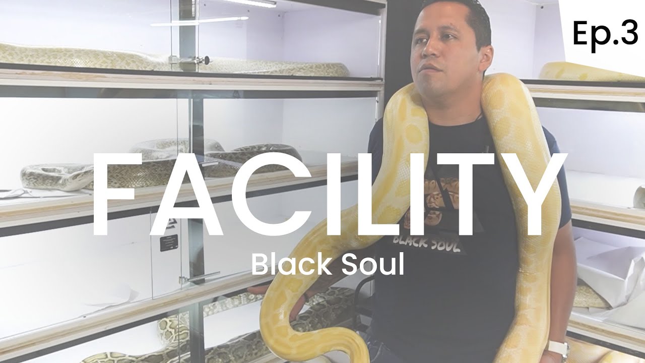 ¡EXTRAORDINARIO CRIADERO DE PITÓN BOLA Y PITÓN BURMÉS! - FACILITY (Episodio 3)