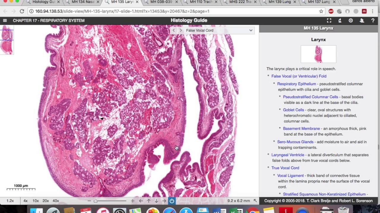 Histologia - Sistema Respiratorio