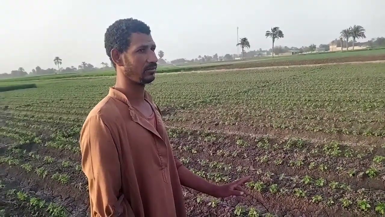 شوف الفرق بين زراعة الفول الصويا بطريقة التغريز وطريقة البلانتر  وصاحب الأرض قرر يحرتها من جديد