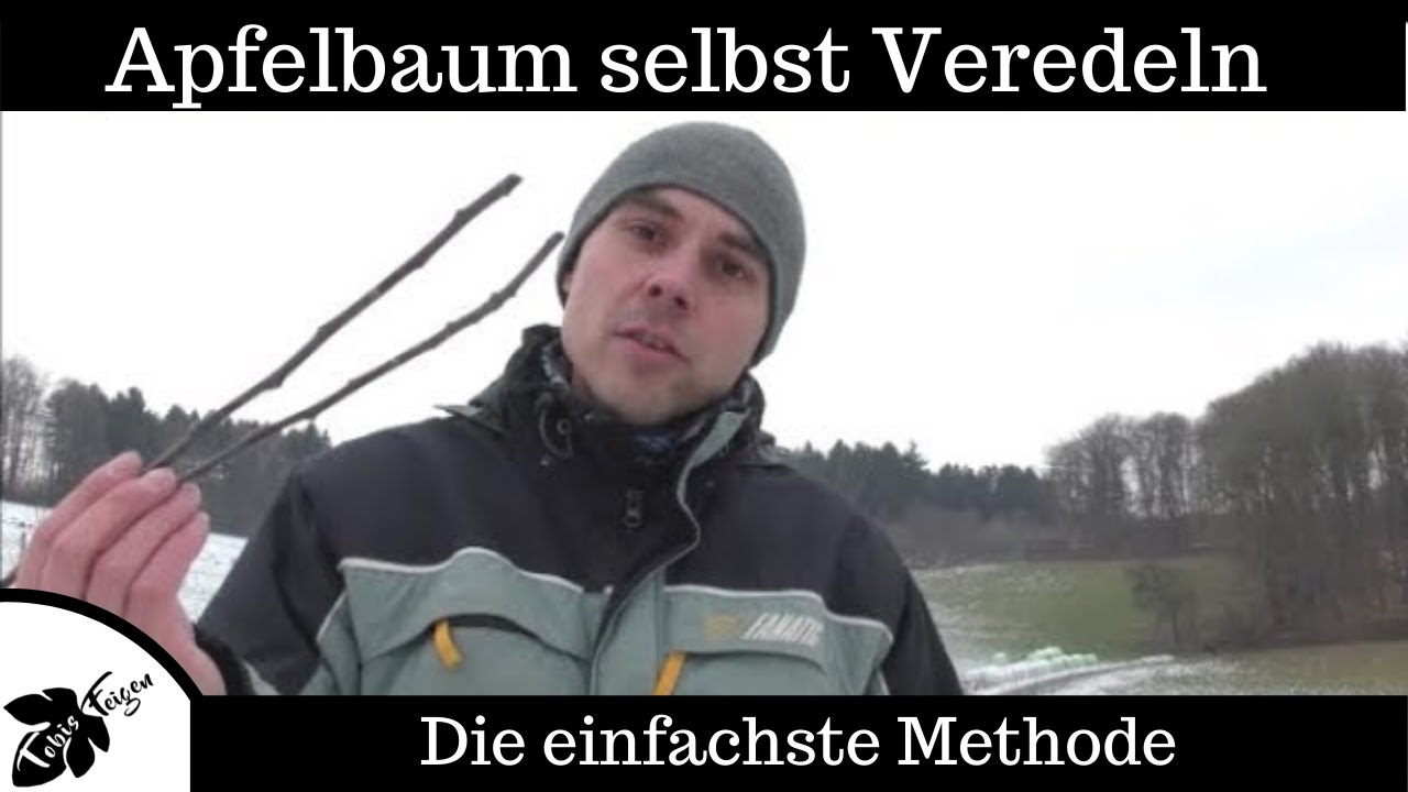 Apfelbaum selbst veredeln - ganz einfach und kostenlos