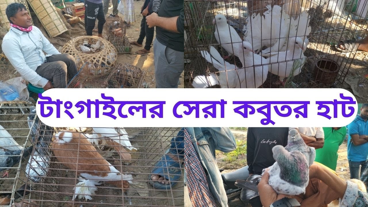 আজ তক্তারচালা কবুতরের হাট বিশাল জমজমাট। কমদামে কবুতর কিনুন