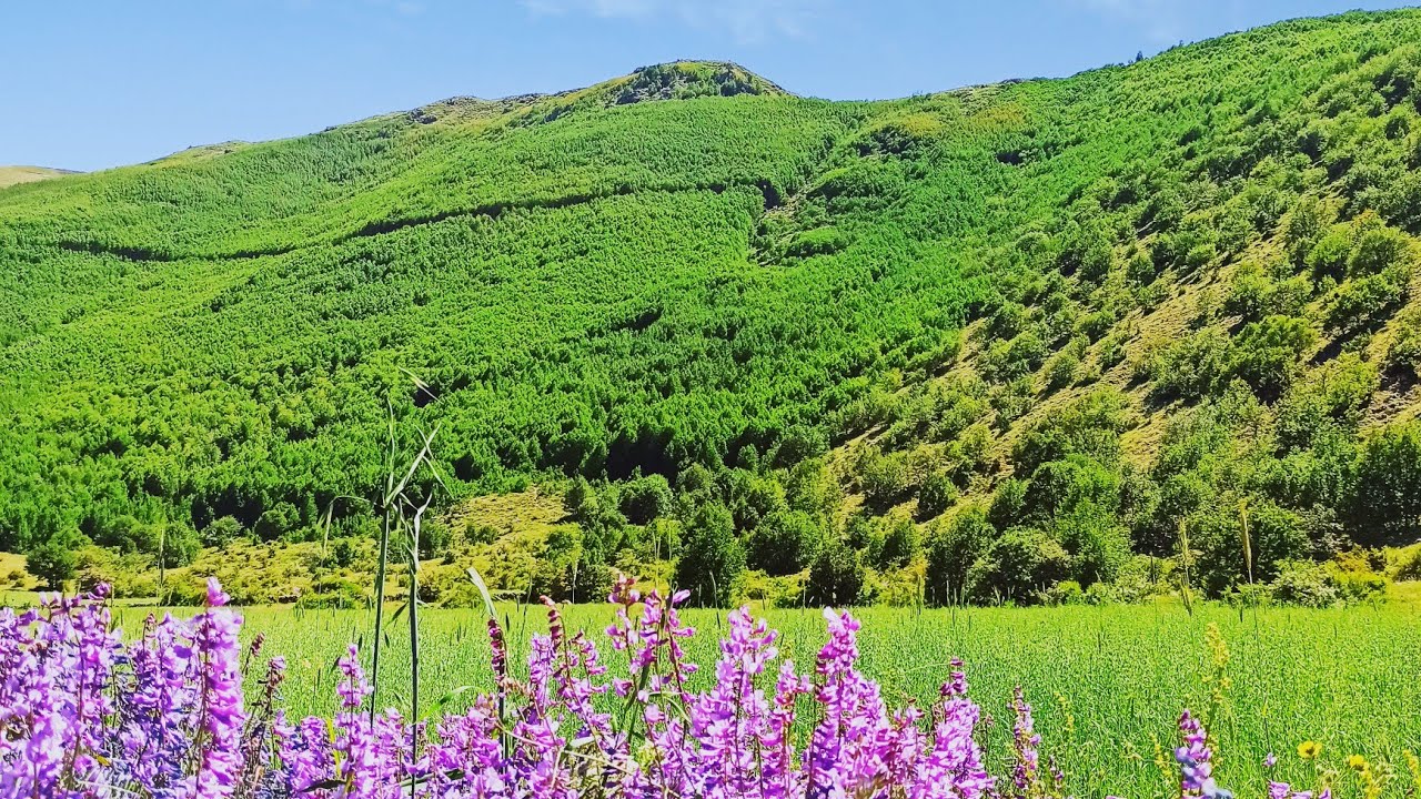 Ortaseki Ormanları Yürüyüş Parkuru