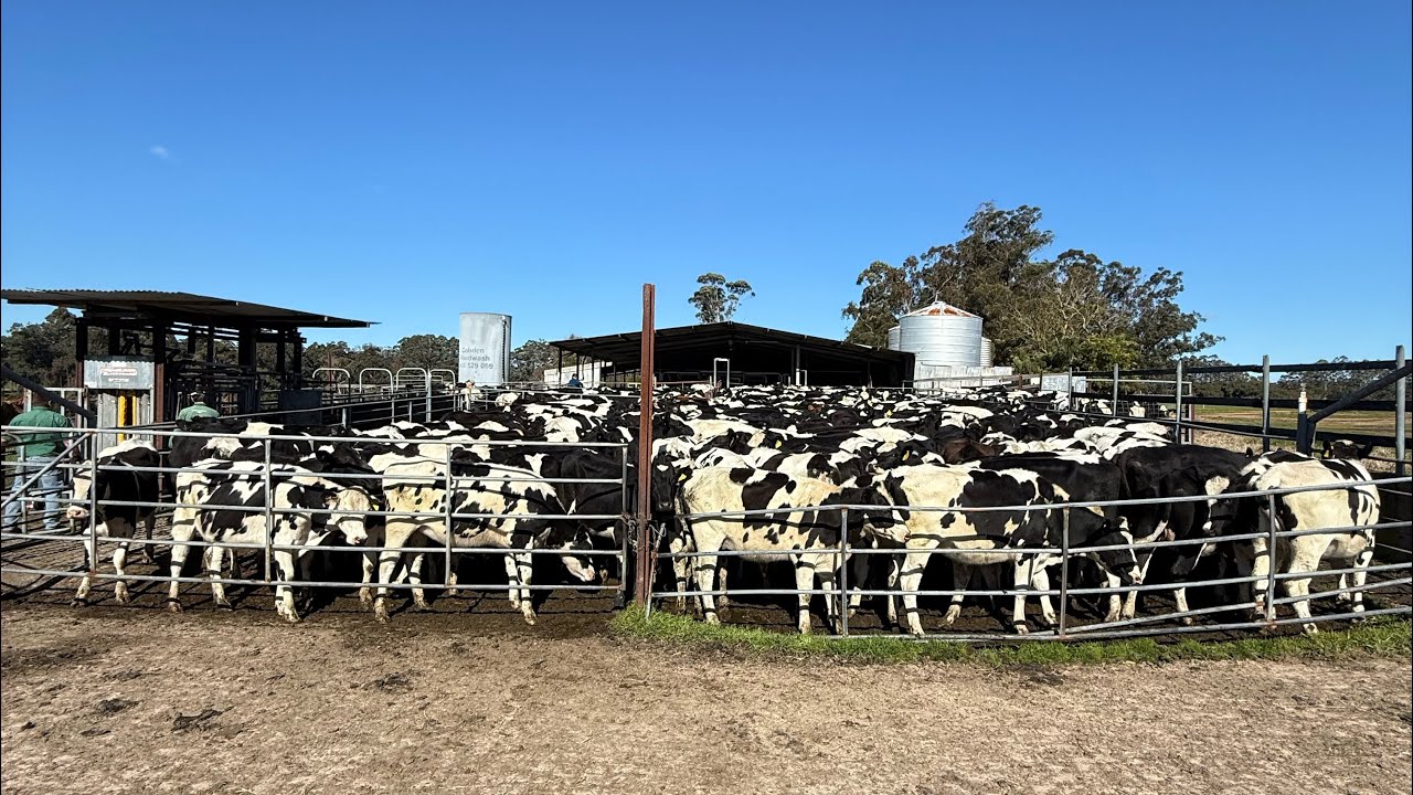1 EKOR HASILKAN 50 LITER SUSU? BORONG ‼️ BERLOMBA DATANGKAN SAPI PERAH DARI AUSTRALIA ‼️