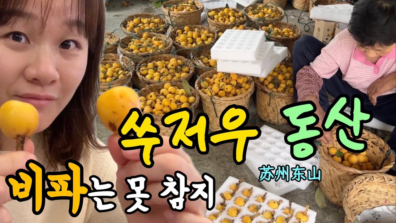 중국 쑤저우苏州에 사는 이의 평일 하루 (feat. 비파의 계절에는 쑤저우 东山동산으로!)