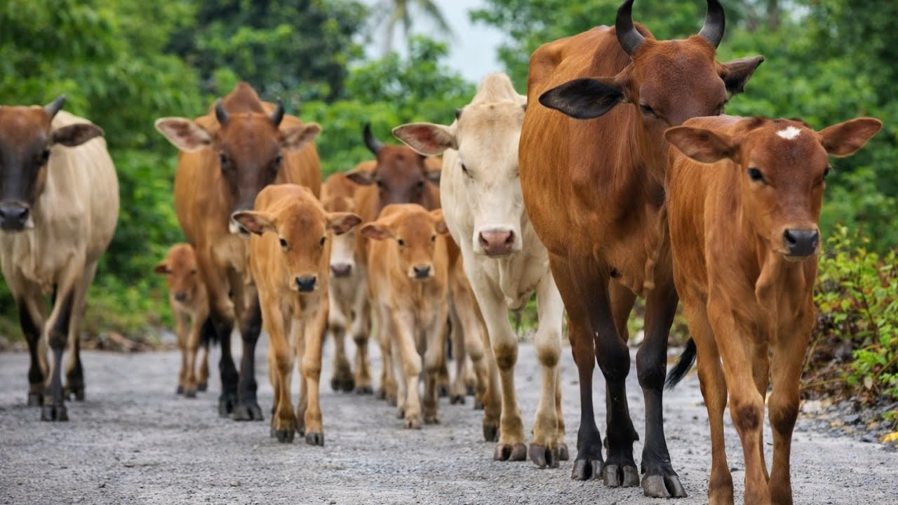 Kumpulan sapi jinak sedang berjalan menuju ke ladang
