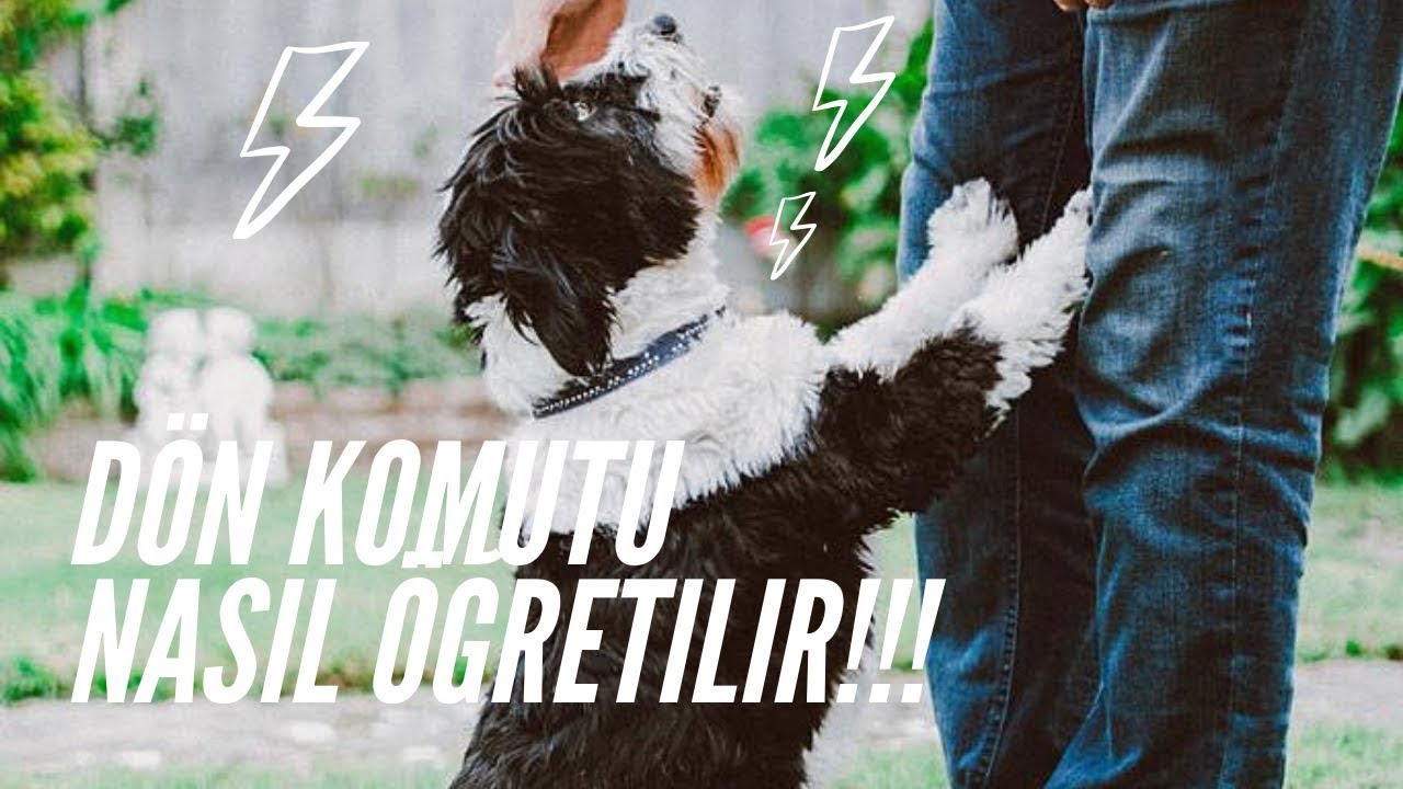 K&ouml;peğe D&ouml;n Komutu Nasıl &Ouml;ğretilir ? | K&ouml;pek Eğitimi