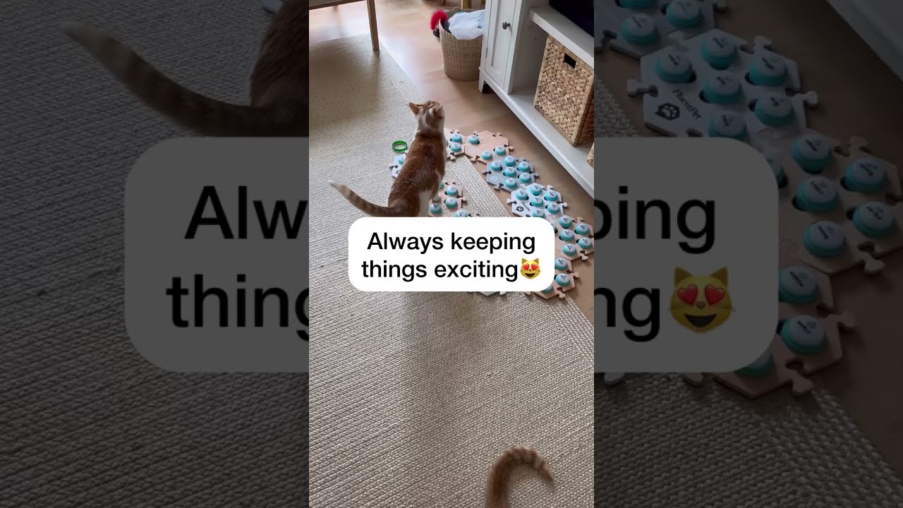 Russell loves his puzzles 🧩 #catmanjohn #theycantalk #hunger4words #russellthecat