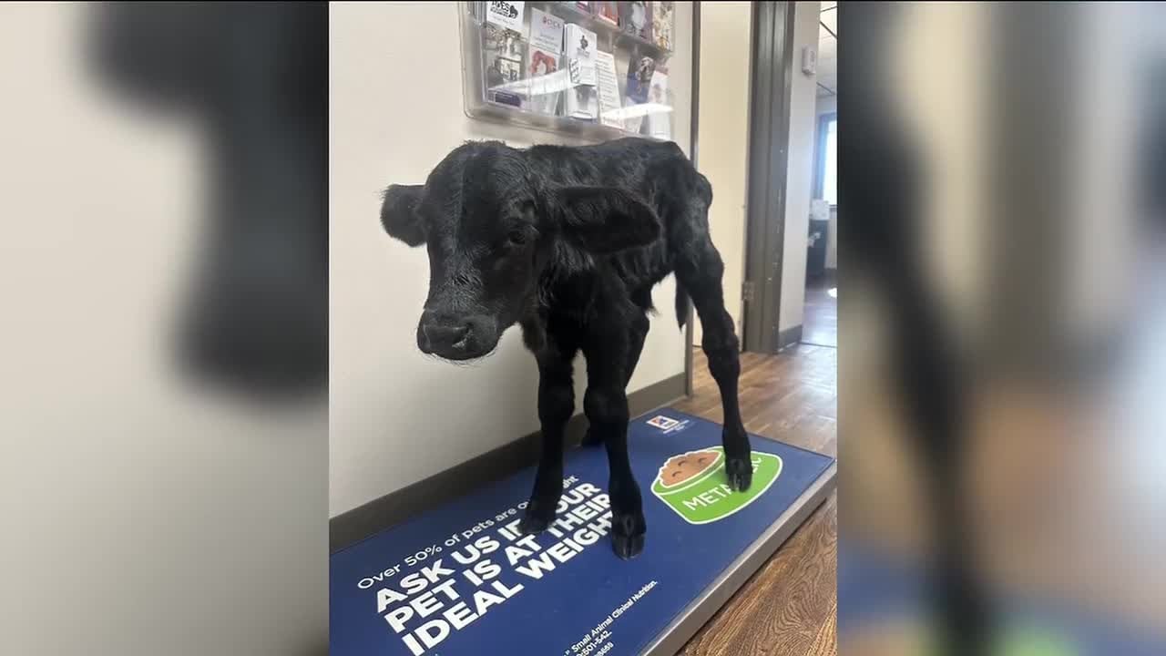 Waco vet clinic gets shock when 'cat' appointment turns into calf appointment