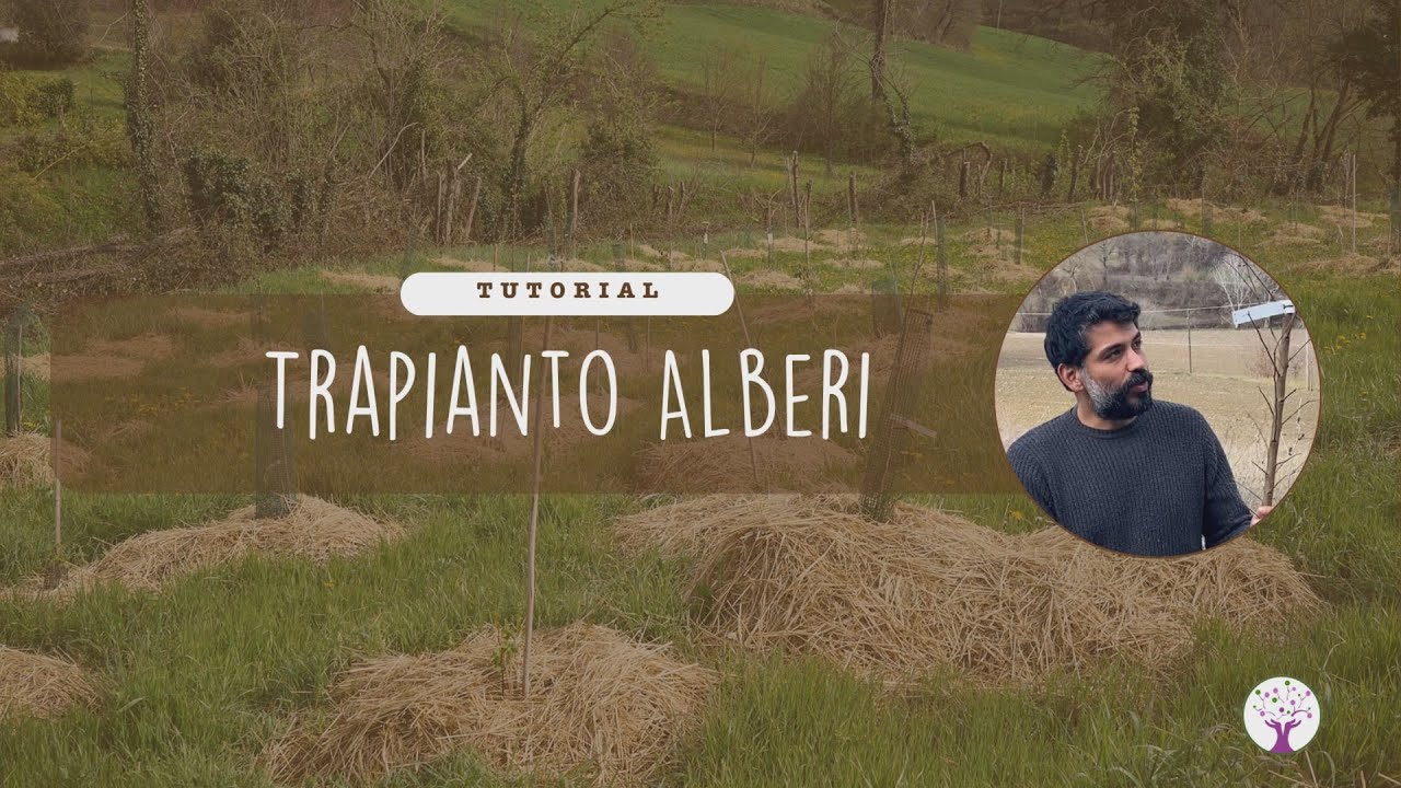 Il trapianto degli alberi a radice nuda - Tutorial con Kutluhan Özdemir