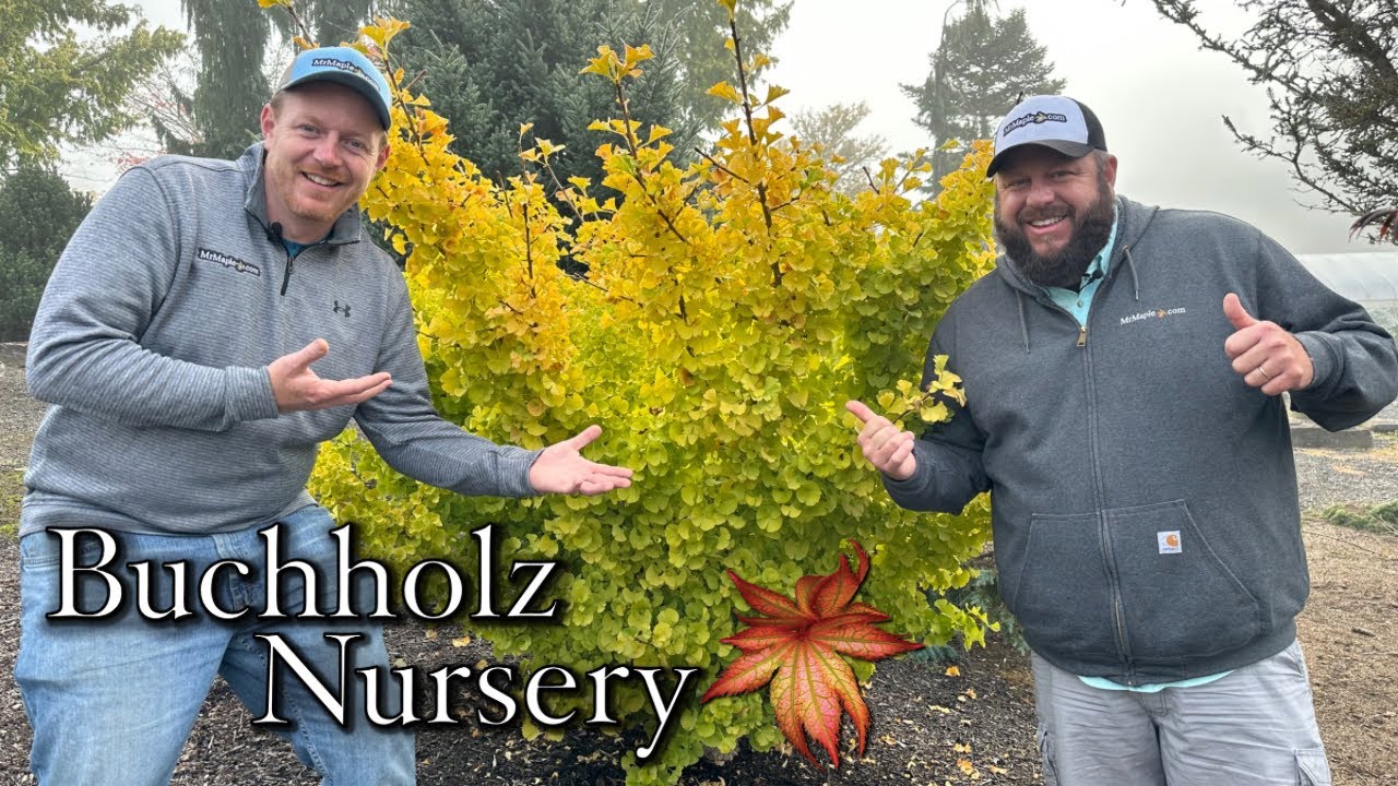 Ginkgo biloba 'Mariken' in Buchholz Garden! Dwarf Male Ginkgo Tree