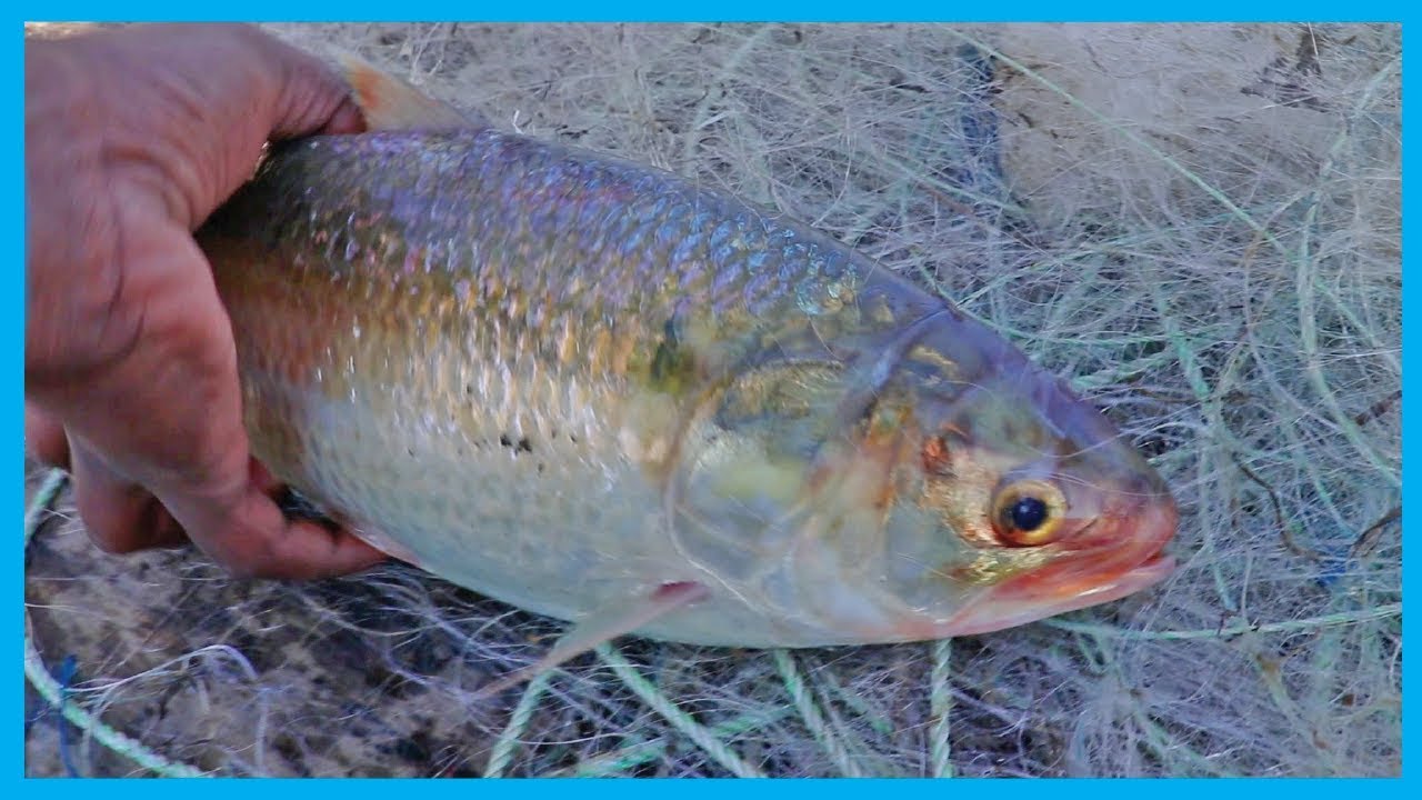 Exclusive Hilsa Fish Hunter Catching Live Hilsa Fish in Deep River I Fish Corn