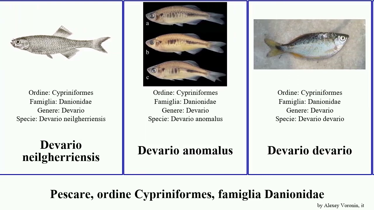 Pescare, ordine Cypriniformes, famiglia Danionidae devario fish rerio tenella Trigonopoma Laubuka