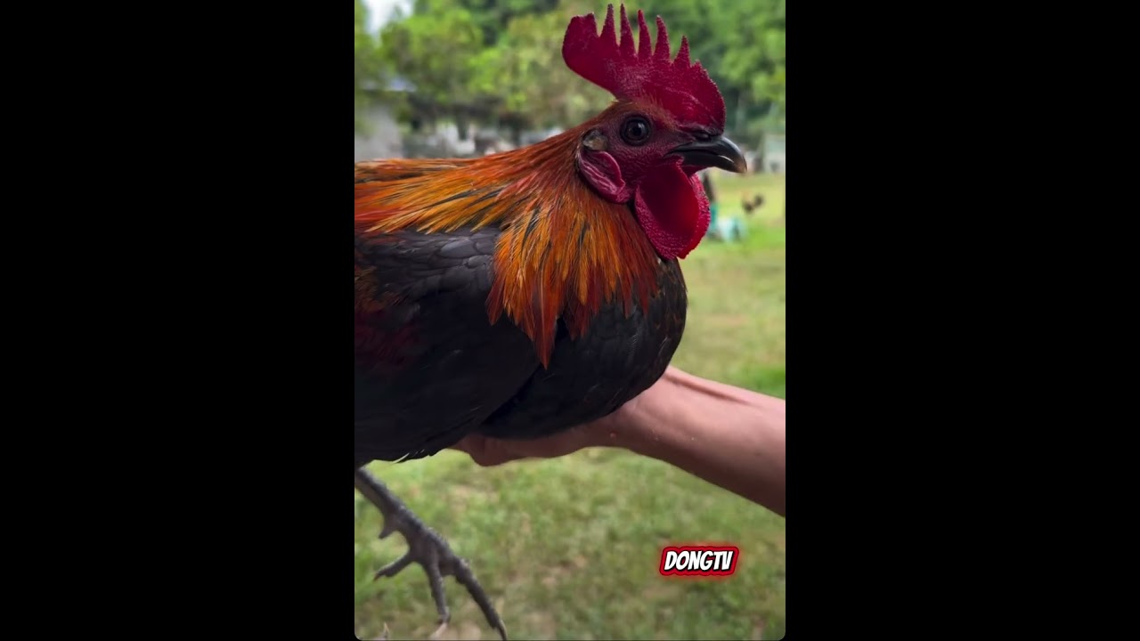 BEST GAMEFOWL COMPILATION 007
