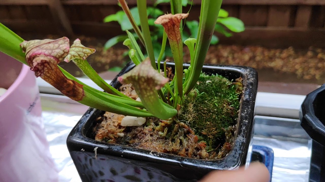 Growing sundew from seed