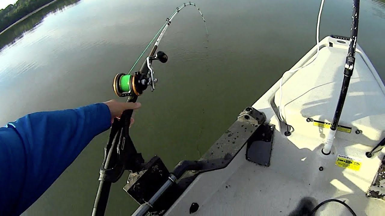 The Catfish Spawn is On