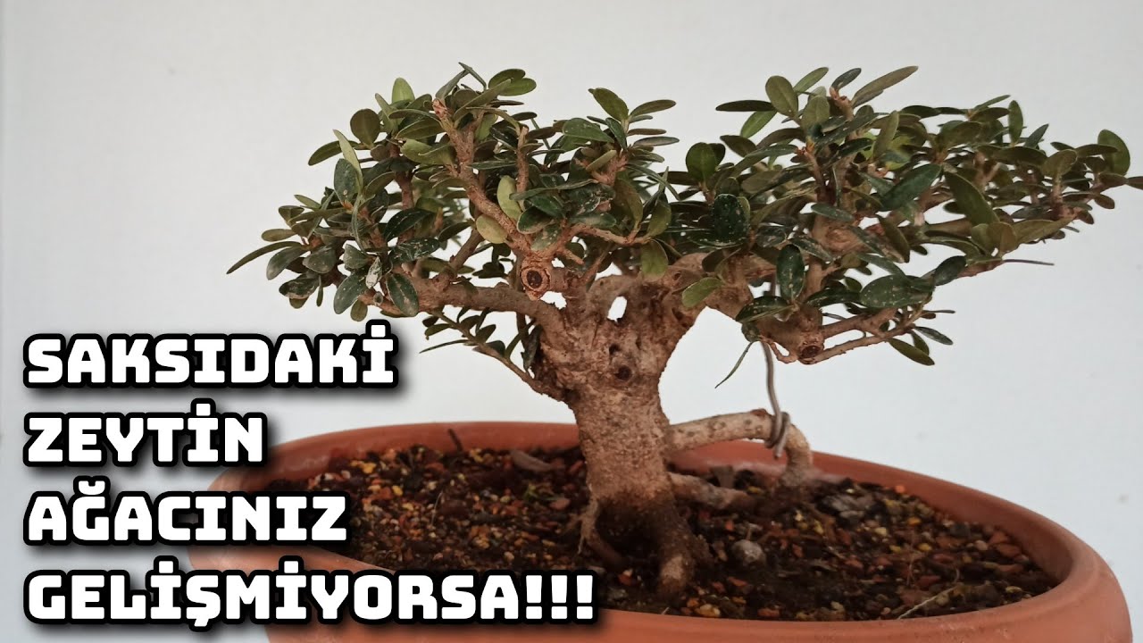 Saksıdaki Zeytin Ağacınız Gelişmiyorsa