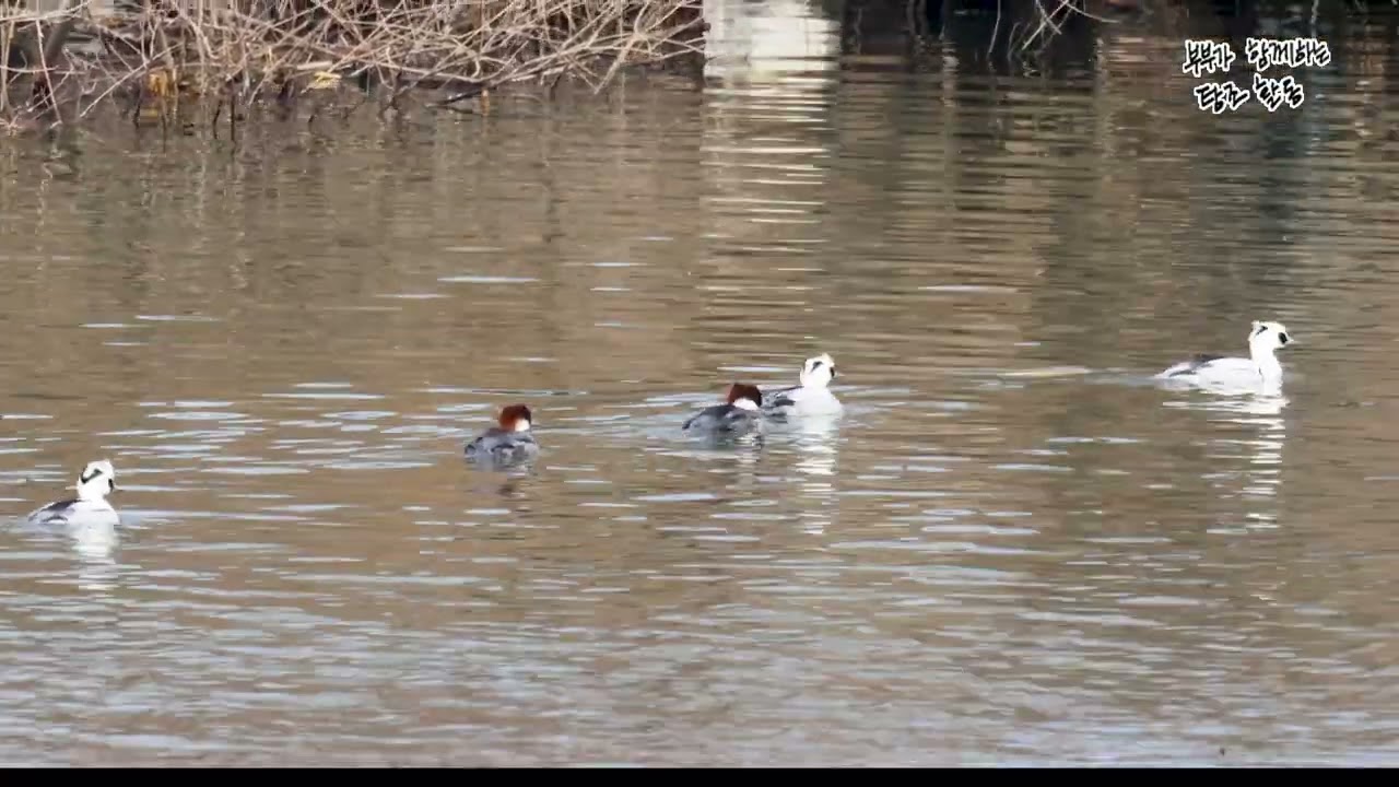 #흰비오리 암수 #경안천 습지생태공원  #광주 #경기도 #birds #wildlife