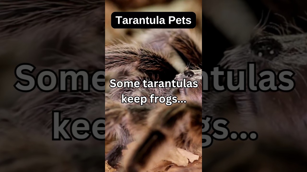 Tarantulas Have Pets 🤯 