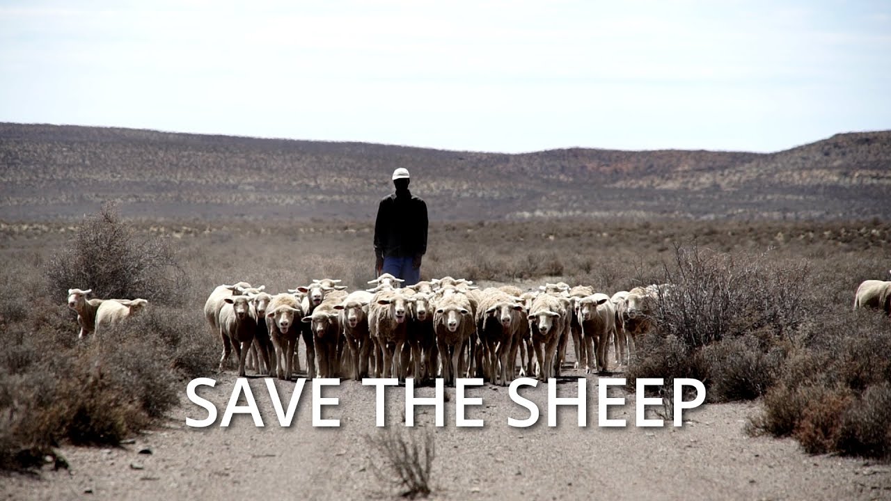 SAVE THE SHEEP (Ongoing drought in the Central Karoo of South Africa)
