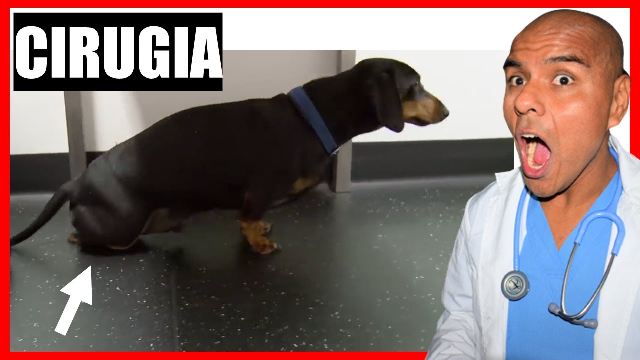 Paralisis de patas traseras 🐶 CIRUGIA