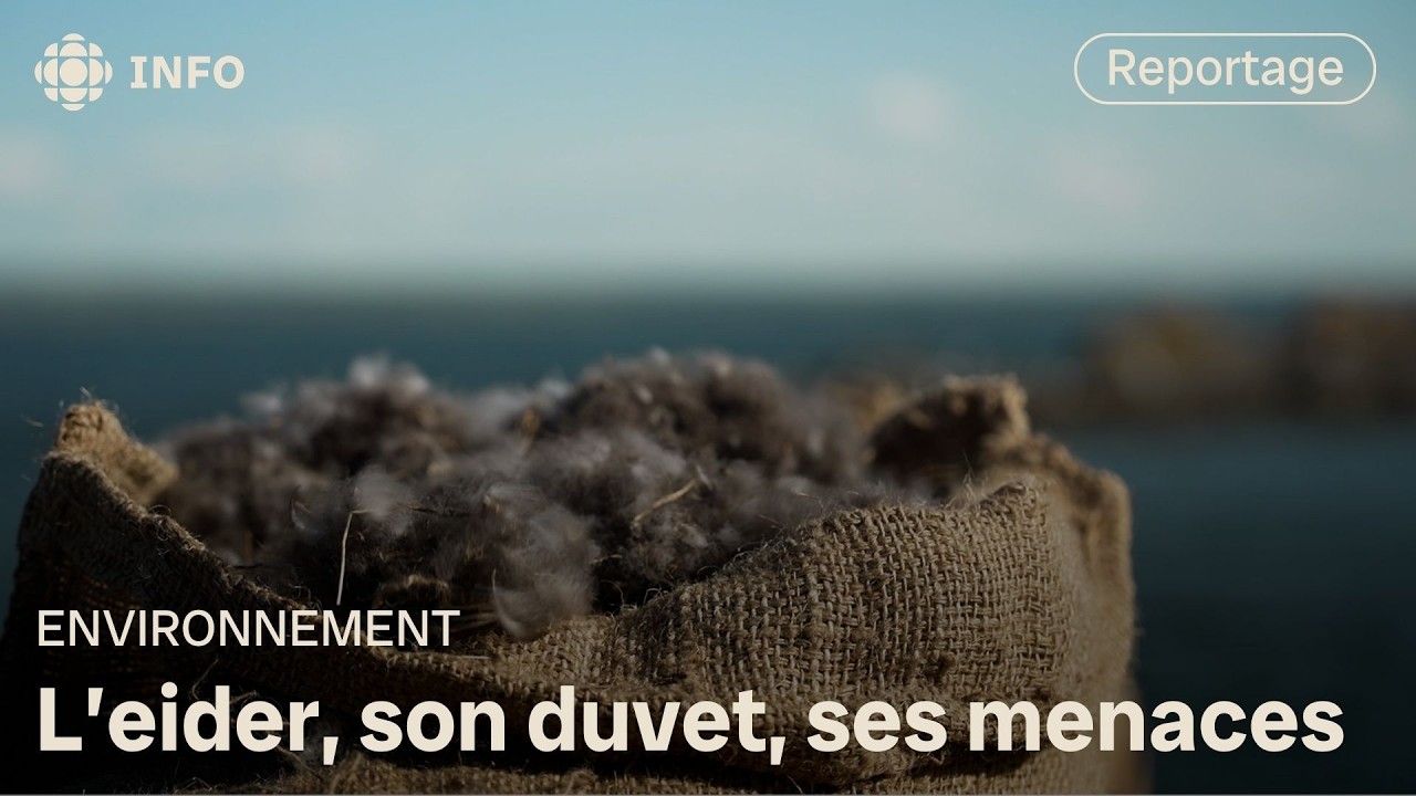 Eider à duvet : inquiétudes dans les îles du Saint-Laurent | La semaine verte