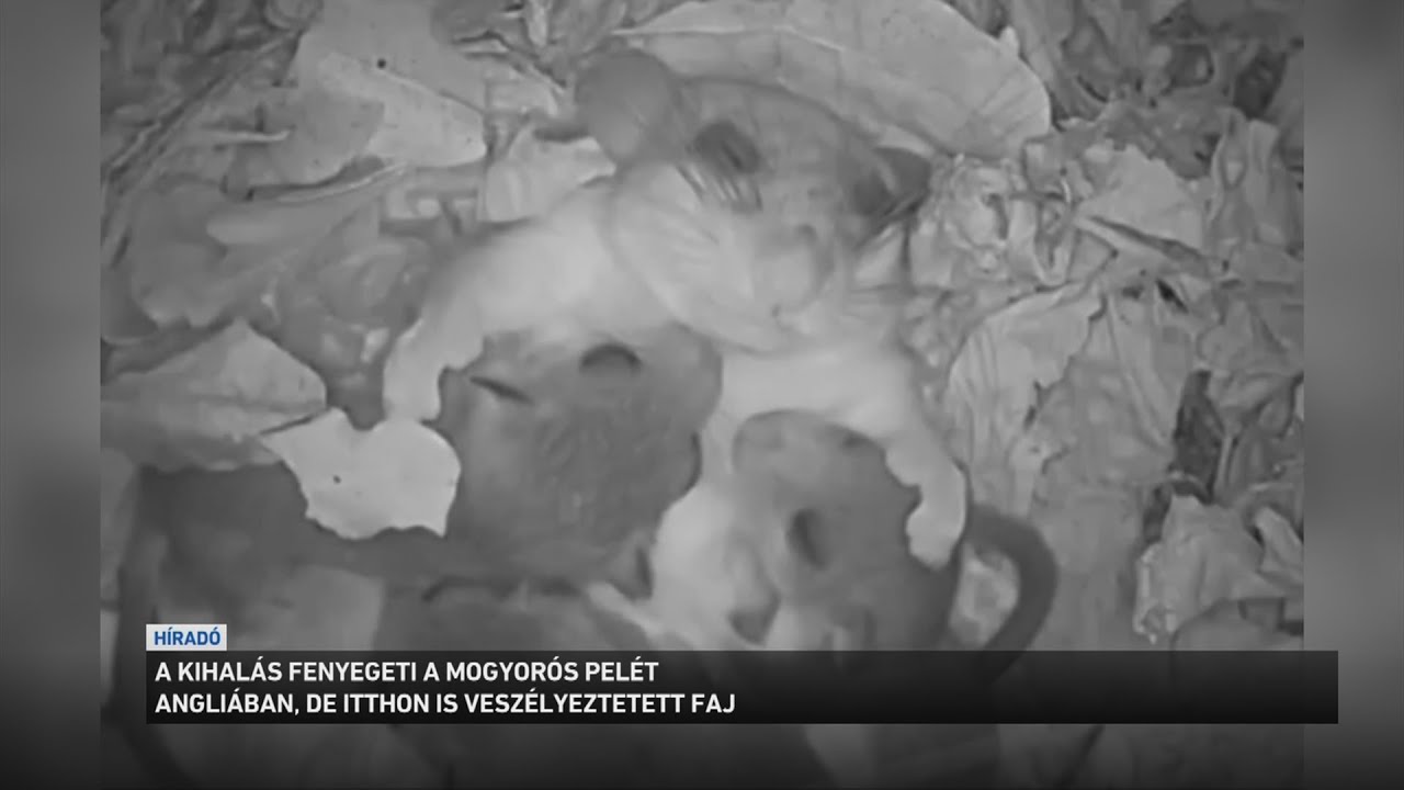 Kihalás fenyegeti a mogyorós pelét Angliában