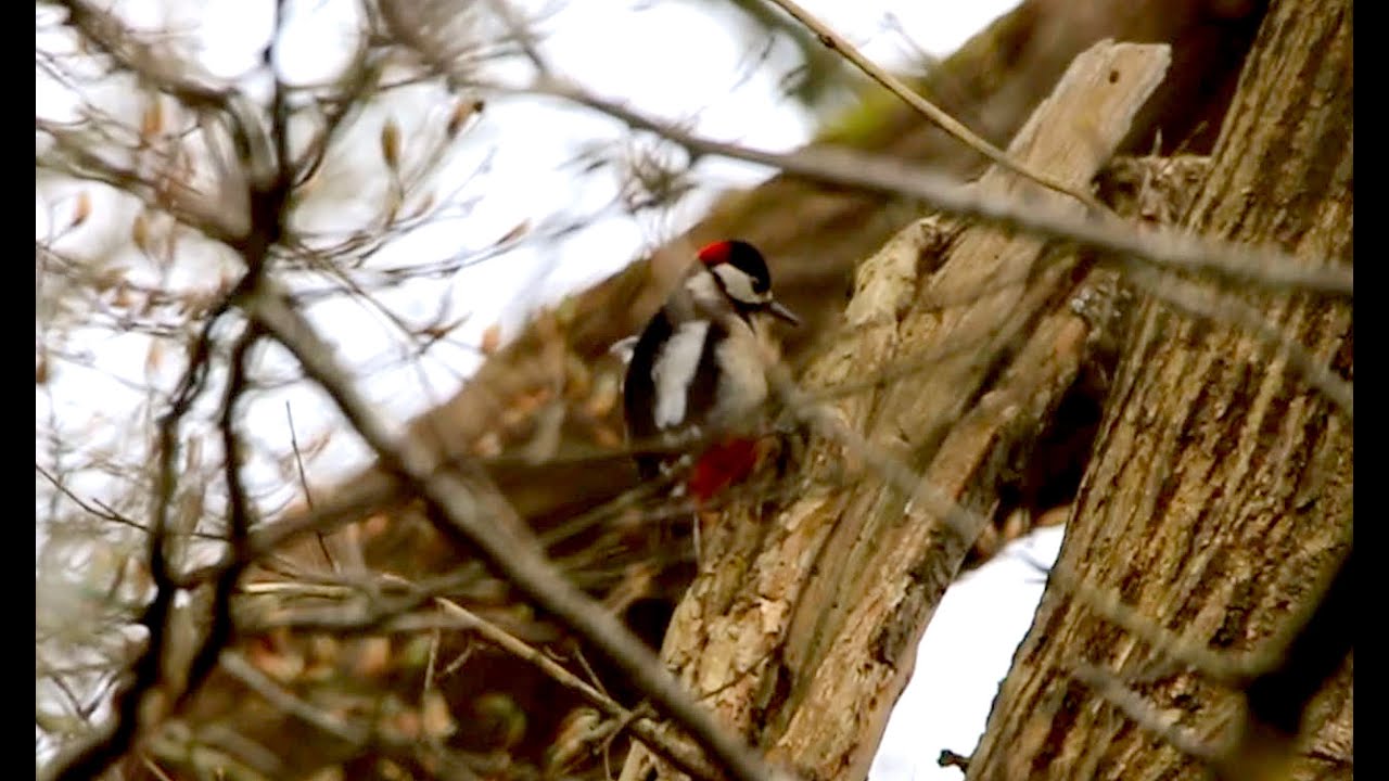 Nant Y Pandy Part 1 (Woodpeckers and a Red Squirrel Chase!) Wild Wales Episode 4