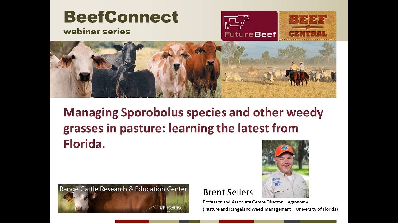 Managing giant rat's tail grass and other weedy grasses in pasture_ learning the latest from Florida