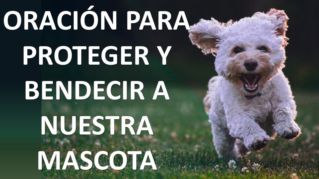 ▶ORACIÓN PARA PROTEGER Y BENDECIR A NUESTRA MASCOTA Y A LOS ANIMALES - ORACION Y PAZ