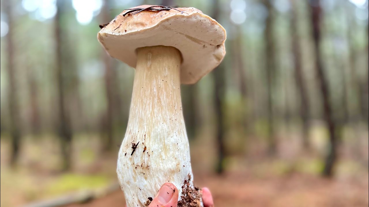 BOLETUS EDULIS XL en Burgos, Megabrotada a 1 de Diciembre  de 2023