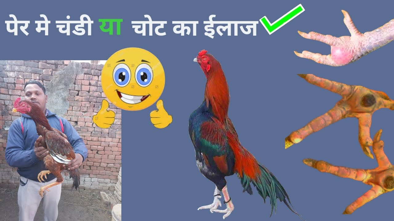 मुरगे के पेर मे ठेट का इलाज | aseel Murga ki Chandi ka ilaj || complete treatment #treatmentaseel