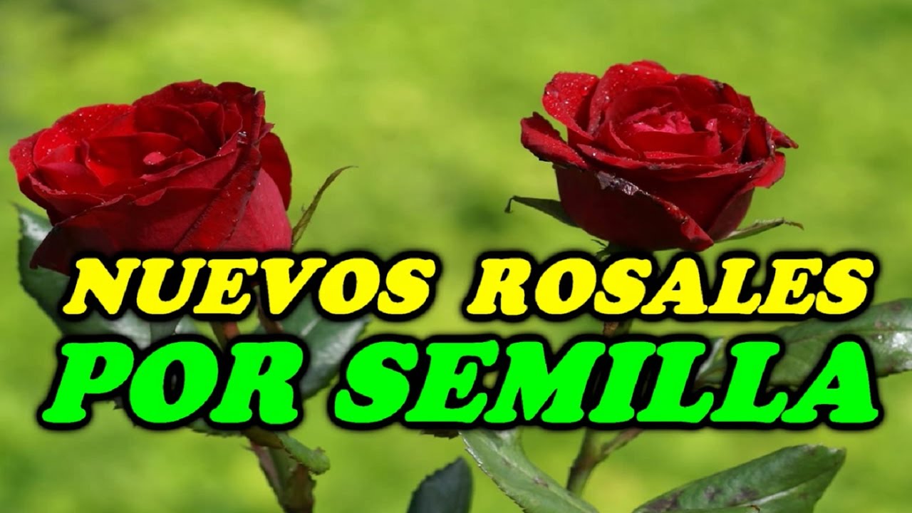 Rosales por Semilla - INTENTO DE REPRODUCCIÓN // Todo Huerta y Jardín