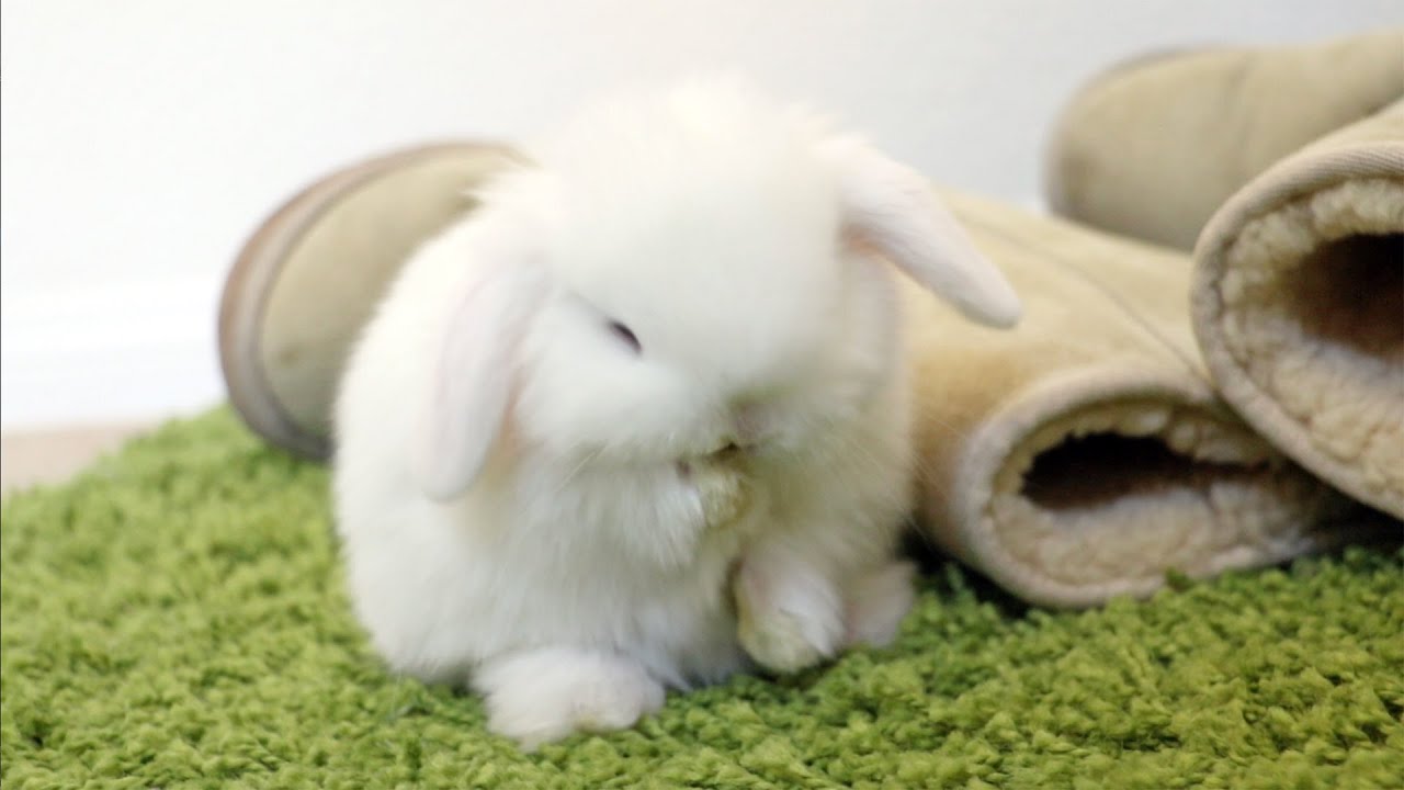 Baby Bunny Grooming - So CUTE!