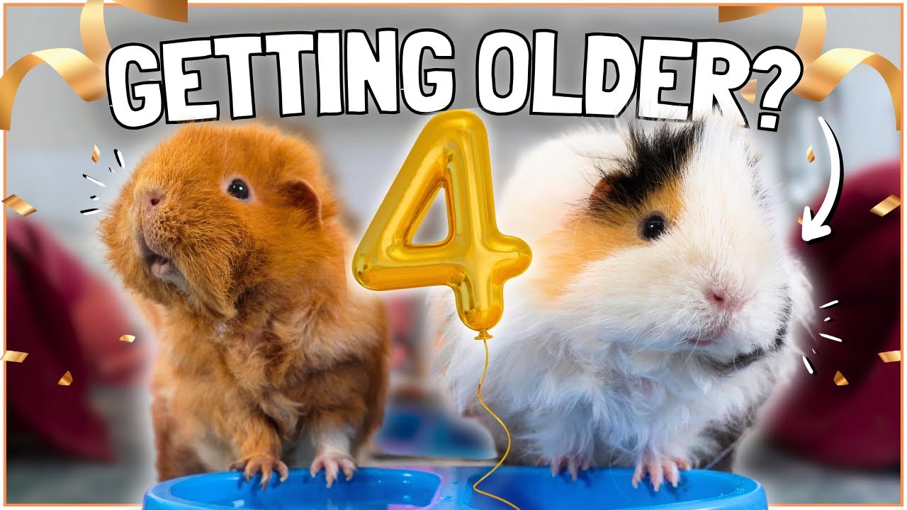 Do THIS for Your Older Guinea Pigs! 🐹