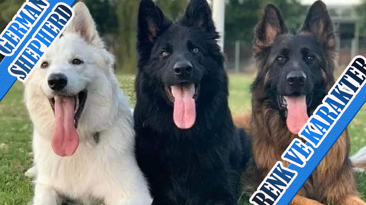KÖPEKLERİN RENKLERİ KARAKTERLERİNİ NASIL ETKİLER #almankurdu