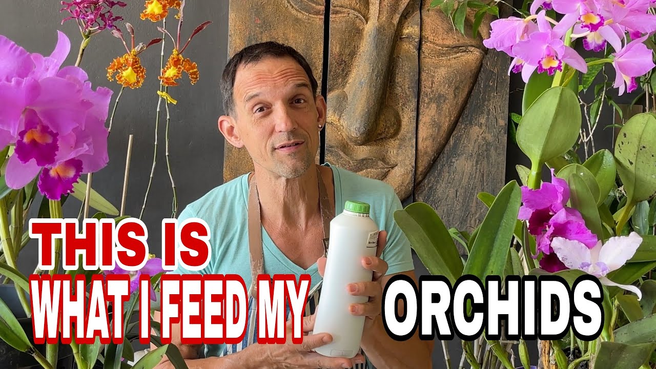 How to fertilize orchids with seaweed extract