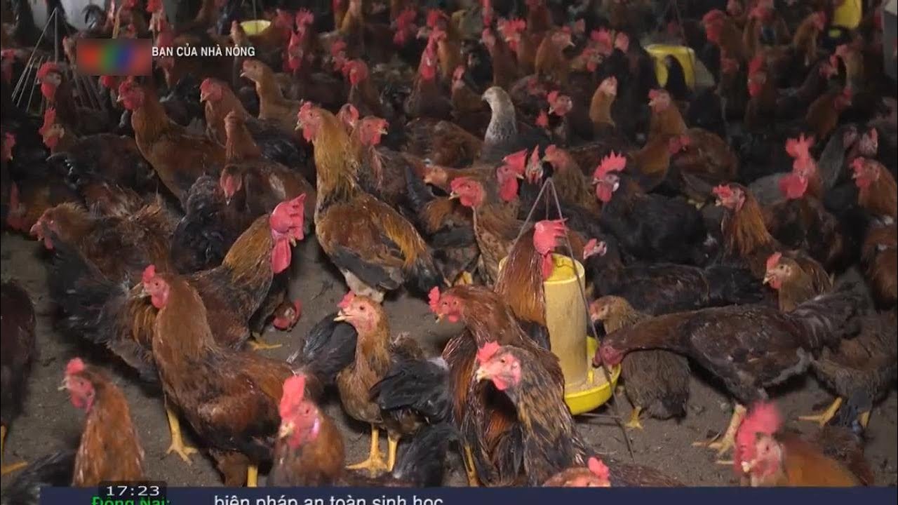 Làm giàu nhờ hợp tác chăn nuôi gà lai chọi thương phẩm