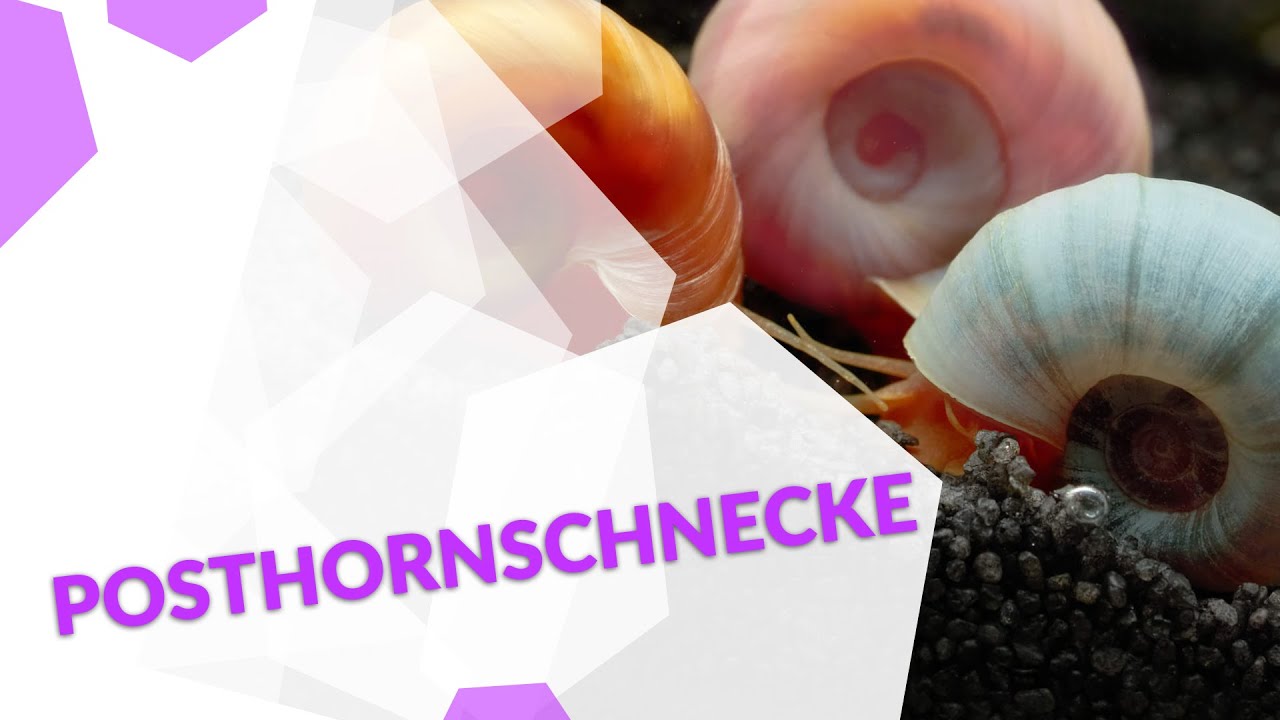 Posthornschnecken (PHS) - der bunte Putztrupp im Aquarium 🐌