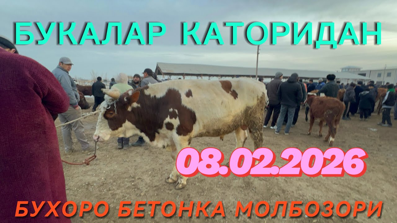 БУХОРО БЕТОНКА МОЛБОЗОРИ ГУШТ ЯНА КУТАРИЛДИ