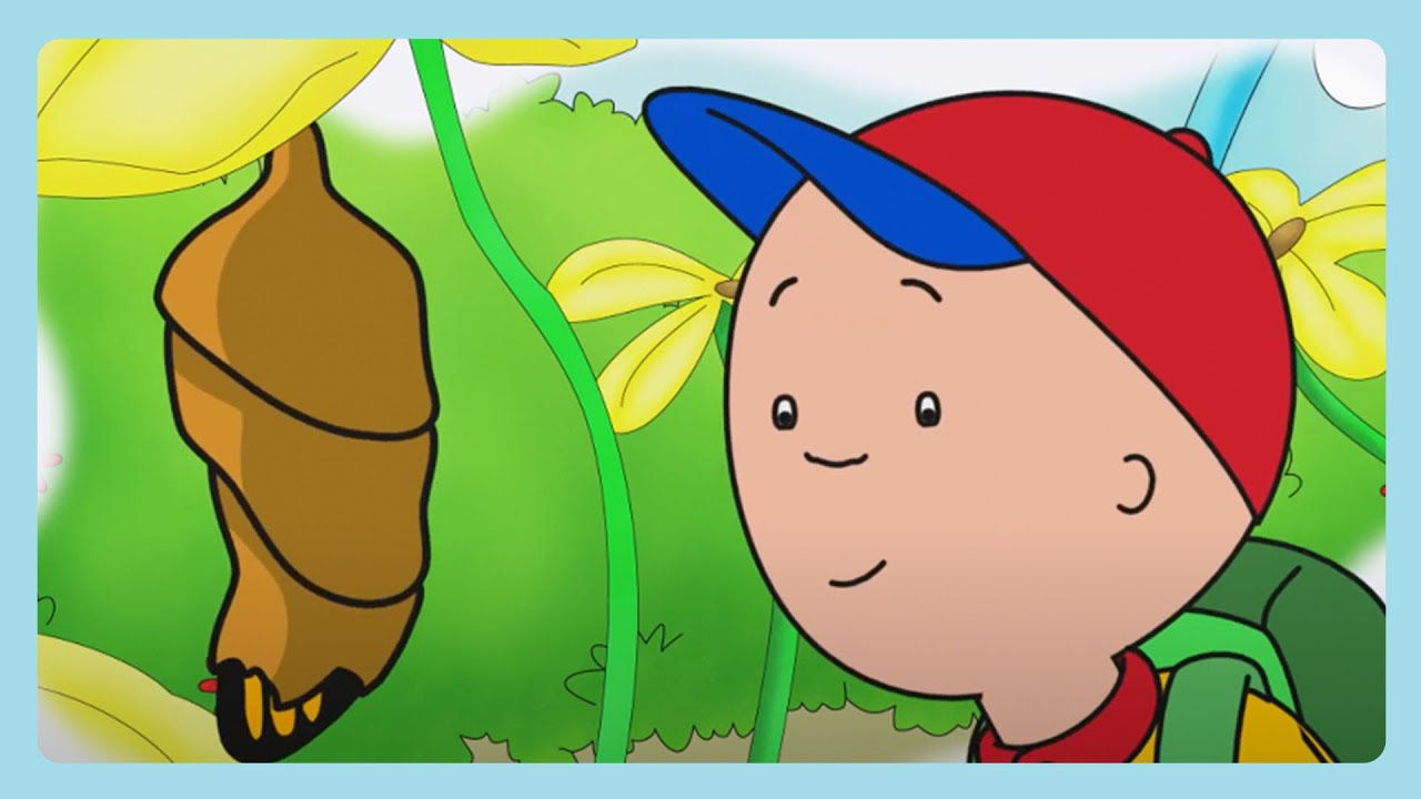 Der Schmetterling | Caillou | Wildbrain Kleinkinder