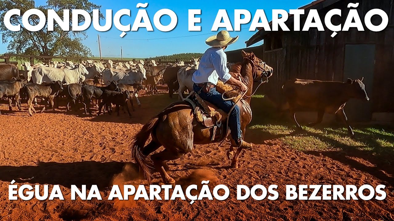 CONDUÇÃO E APARTAÇÃO - ÉGUA TRABALHANDO NO MANEJO DA VACADA NO CURRAL