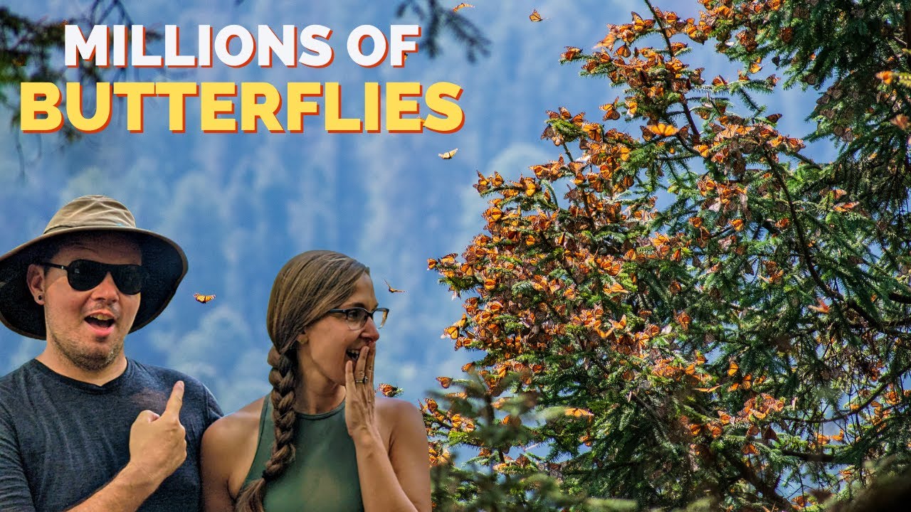 Bucket List Mexico! Butterfly Migration + Paragliding in Valle De Bravo