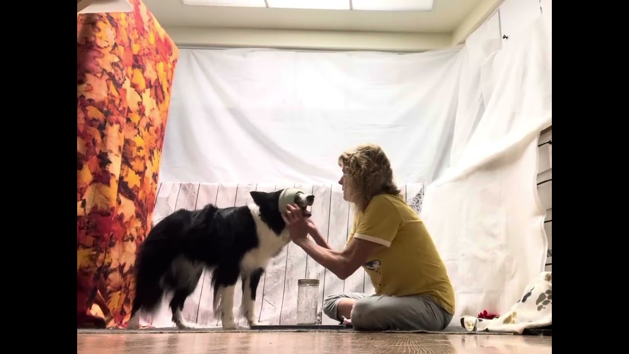Lily’s 2025 AKC Virtual Tricks Competition Submission 